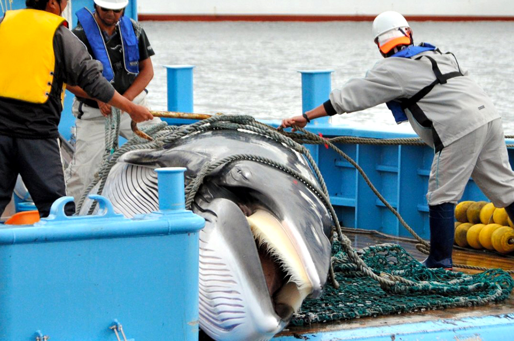 After Lifting 30Year Commercial Whaling Ban, Japan Catches Its First